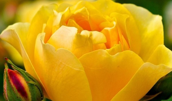 اجمل صور خلفيات مناظر طبيعية ورود 6 خلفيات مناظر طبيعية ورود