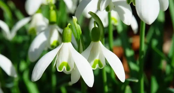 اجمل صور خلفيات مناظر طبيعية ورود 20 خلفيات مناظر طبيعية ورود