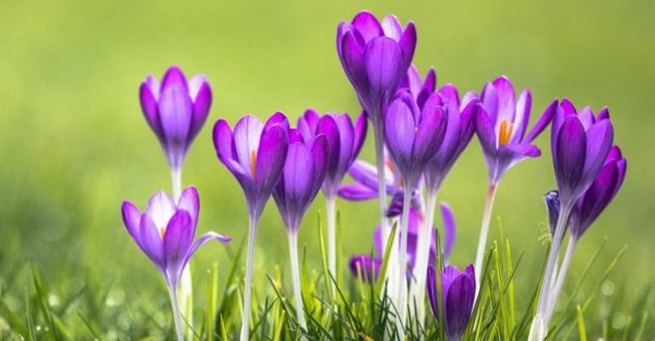 اجمل صور خلفيات مناظر طبيعية ورود 19 خلفيات مناظر طبيعية ورود