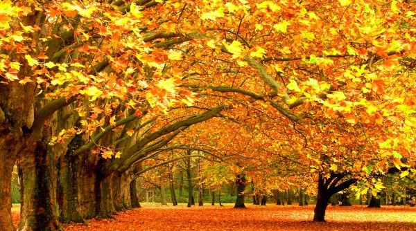 اجمل صور خلفيات مناظر طبيعية ورود 17 خلفيات مناظر طبيعية ورود