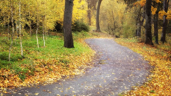 اجمل صور خلفيات مناظر طبيعية ورود 16 خلفيات مناظر طبيعية ورود