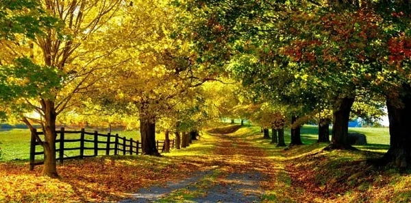 اجمل صور خلفيات مناظر طبيعية ورود 15 خلفيات مناظر طبيعية ورود