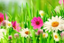 اجمل خلفيات ورد مميزة وحديثة 40 خلفيات ورد