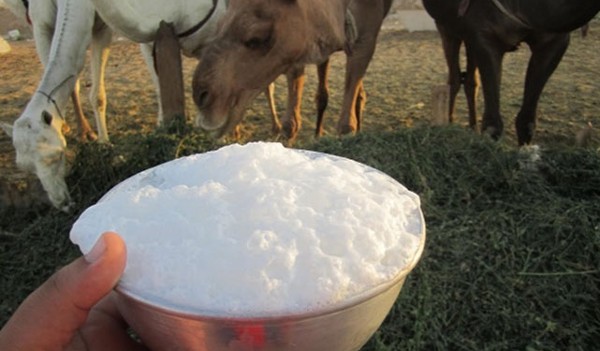 ما هى فوائد لبن الإبل ؟ 2 فوائد لبن الإبل