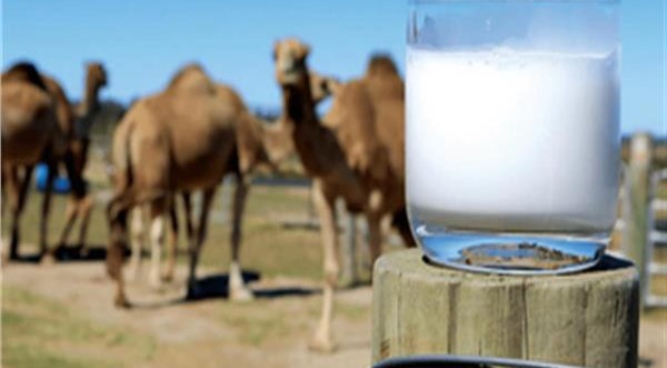 ما هى فوائد لبن الإبل ؟ 4 فوائد لبن الإبل