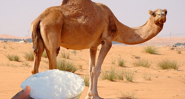 ما هى فوائد لبن الإبل ؟ 3 فوائد لبن الإبل
