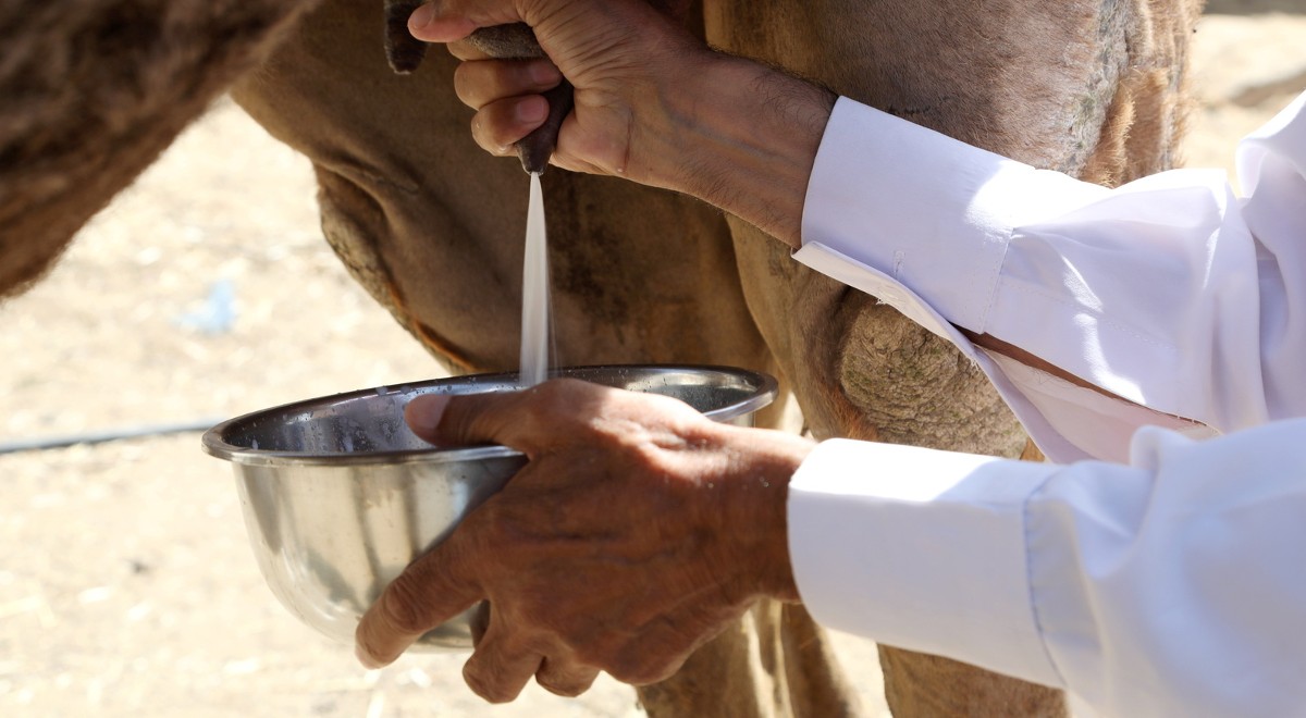 ما هى فوائد لبن الإبل ؟ 1 فوائد لبن الإبل