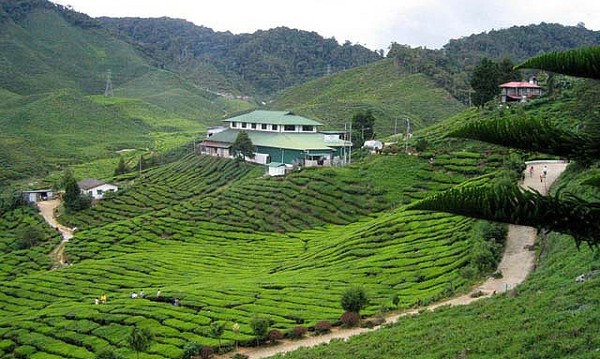 مزارع الشاي
