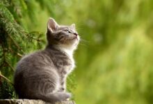 موعد موسم التزاوج عند القطط 33 موسم التزاوج عند القطط