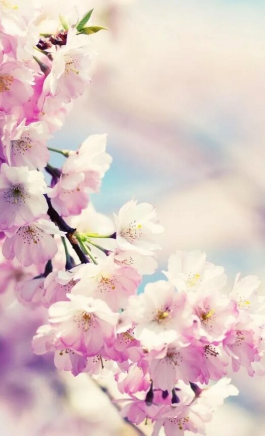 اجمل صور ورود خلفيات طبيعة موقع