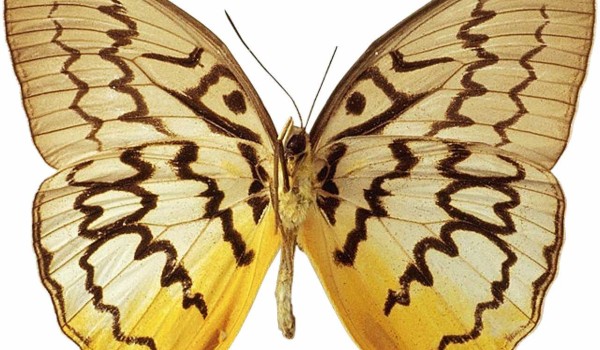 أنواع الفراشات السامة وأشهرها 3 أنواع الفراشات