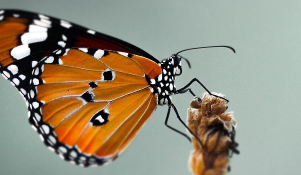 أنواع الفراشات السامة وأشهرها 4 أنواع الفراشات