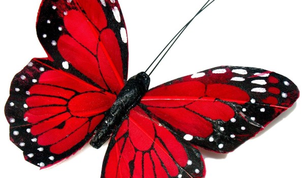 أنواع الفراشات السامة وأشهرها 5 أنواع الفراشات