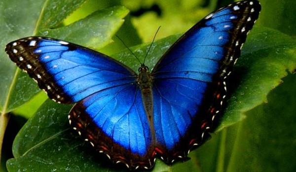 أنواع الفراشات السامة وأشهرها 6 أنواع الفراشات