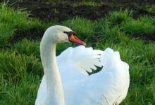 اغرب المعلومات عن طائر الوز 26 طائر الوز