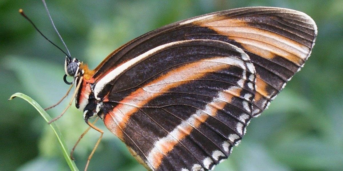 أنواع الفراشات السامة وأشهرها 1 أنواع الفراشات