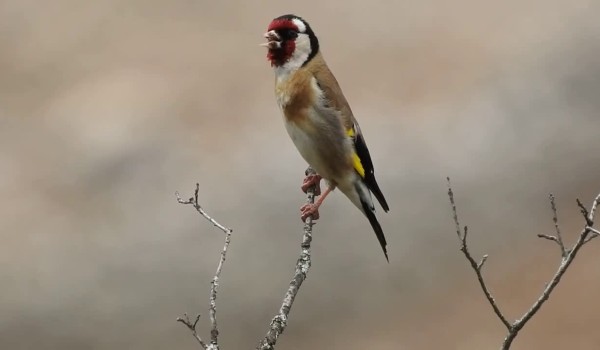 اغرب معلومات عن طائر الحسون واهم صفاته 2 معلومات عن طائر الحسون