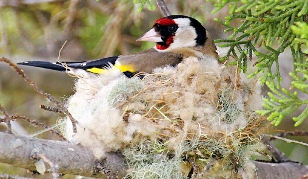 اغرب معلومات عن طائر الحسون واهم صفاته 5 معلومات عن طائر الحسون