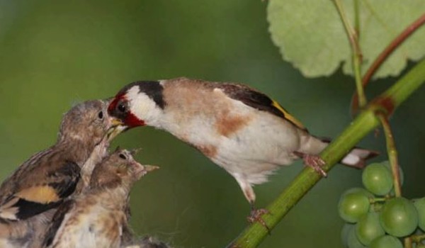 اغرب معلومات عن طائر الحسون واهم صفاته 6 معلومات عن طائر الحسون