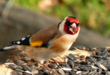 اغرب معلومات عن طائر الحسون واهم صفاته 21 معلومات عن طائر الحسون