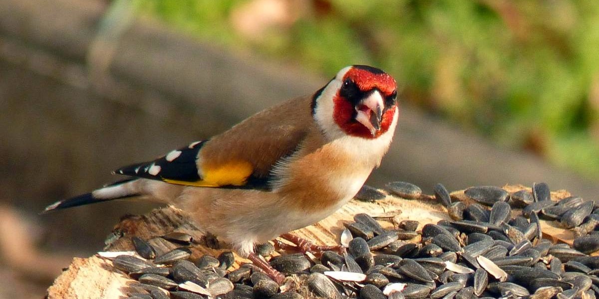 اغرب معلومات عن طائر الحسون واهم صفاته 1 معلومات عن طائر الحسون