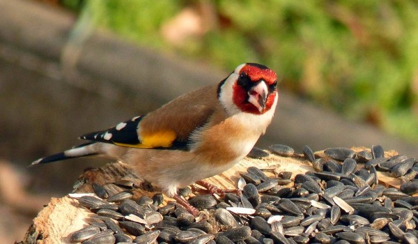 اغرب معلومات عن طائر الحسون واهم صفاته 3 معلومات عن طائر الحسون