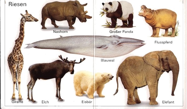 تعلم اللغة الألمانية واهم كلمات المانية للمبتدئين 5 كلمات المانية للمبتدئين
