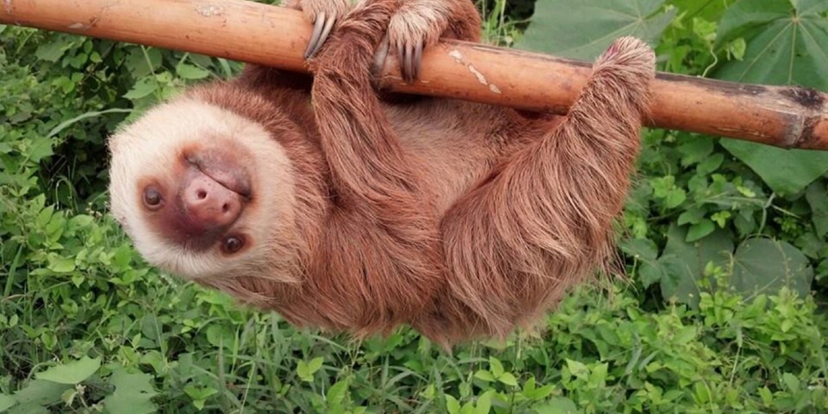 اغرب معلومات عن حيوان الكسلان 1 معلومات عن حيوان الكسلان