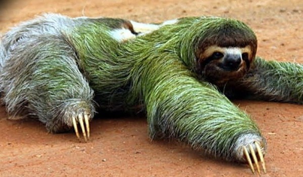 اغرب معلومات عن حيوان الكسلان 2 معلومات عن حيوان الكسلان