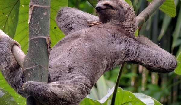 اغرب معلومات عن حيوان الكسلان 3 معلومات عن حيوان الكسلان