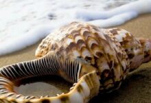 أنواع الأصداف البحرية وأغرب المعلومات عنها 26 أنواع الأصداف البحرية