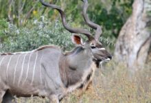 اغرب معلومات عن حيوان الكودو 27 معلومات عن حيوان الكودو