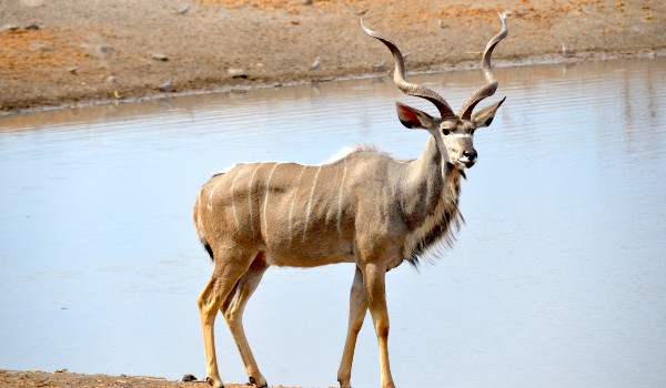 معلومات عن حيوان الكودو