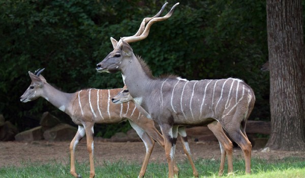 معلومات عن حيوان Kudu