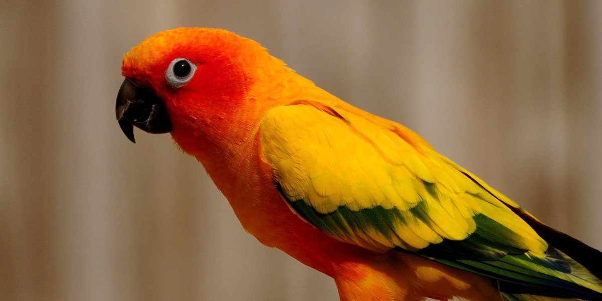 أنواع طيور الببغاء