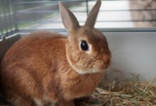 أين تعيش الأرانب وكيف يتكيف ؟ 27 أين تعيش الأرانب