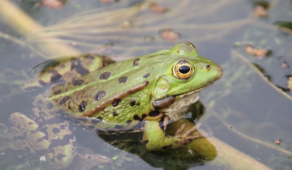 اهم معلومات عن الحيوانات البرمائية 7 معلومات عن الحيوانات البرمائية