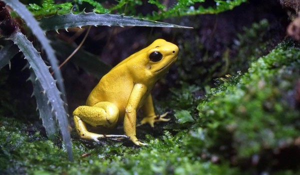 اهم معلومات عن الحيوانات البرمائية 6 معلومات عن الحيوانات البرمائية