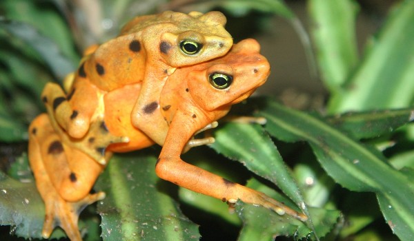 اهم معلومات عن الحيوانات البرمائية 5 معلومات عن الحيوانات البرمائية