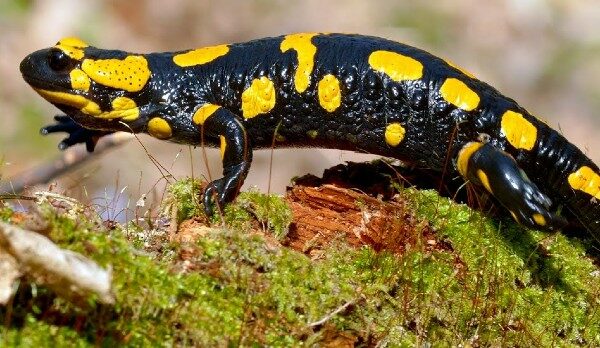 اهم معلومات عن الحيوانات البرمائية 4 الحيوانات البرمائية