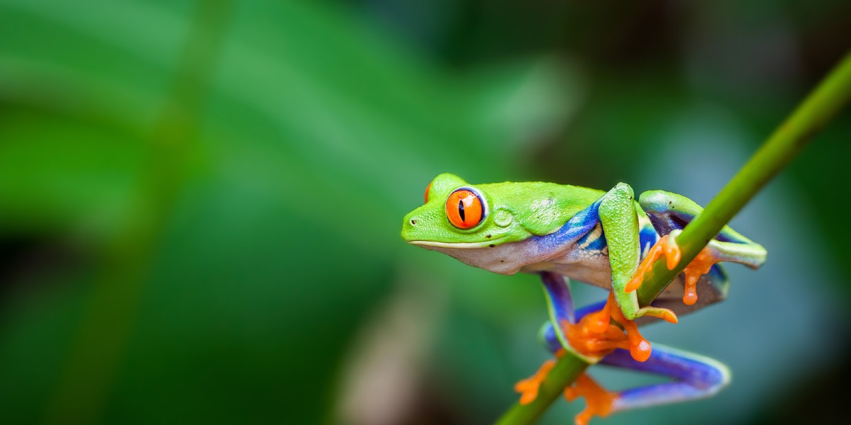 اهم معلومات عن الحيوانات البرمائية 1 معلومات عن الحيوانات البرمائية