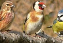 اغرب معلومات عن طيور الحب وأهم صفاته 31 معلومات عن طيور الحب