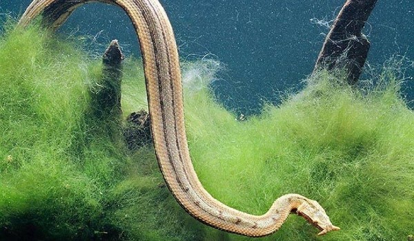 اهم معلومات عن الحيوانات البرمائية 3 الحيوانات البرمائية