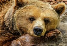 أنواع الدببة في أنحاء العالم 26 أنواع الدببة في أنحاء العالم