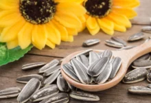 اهم اضرار بذور دوار الشمس 26 اضرار بذور دوار الشمس