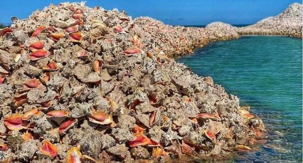 السياحة في ينبع واهم المعالم بها 3 جزيرة المحار