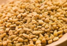 اهم فوائد الحلبة للبشرة وماسكاتها 15 فوائد الحلبة للعظام