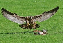 ماذا يأكل الصقر ؟ وما سلوكه ! 34 ماذا يأكل الصقر