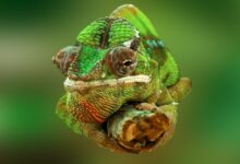 اغرب معلومات عن حيوان الحرباء 31 معلومات عن حيوان الحرباء