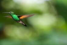 اغرب معلومات عن طائر الطنان 20 معلومات عن طائر الطنان